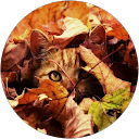 Markéta K. profile picture